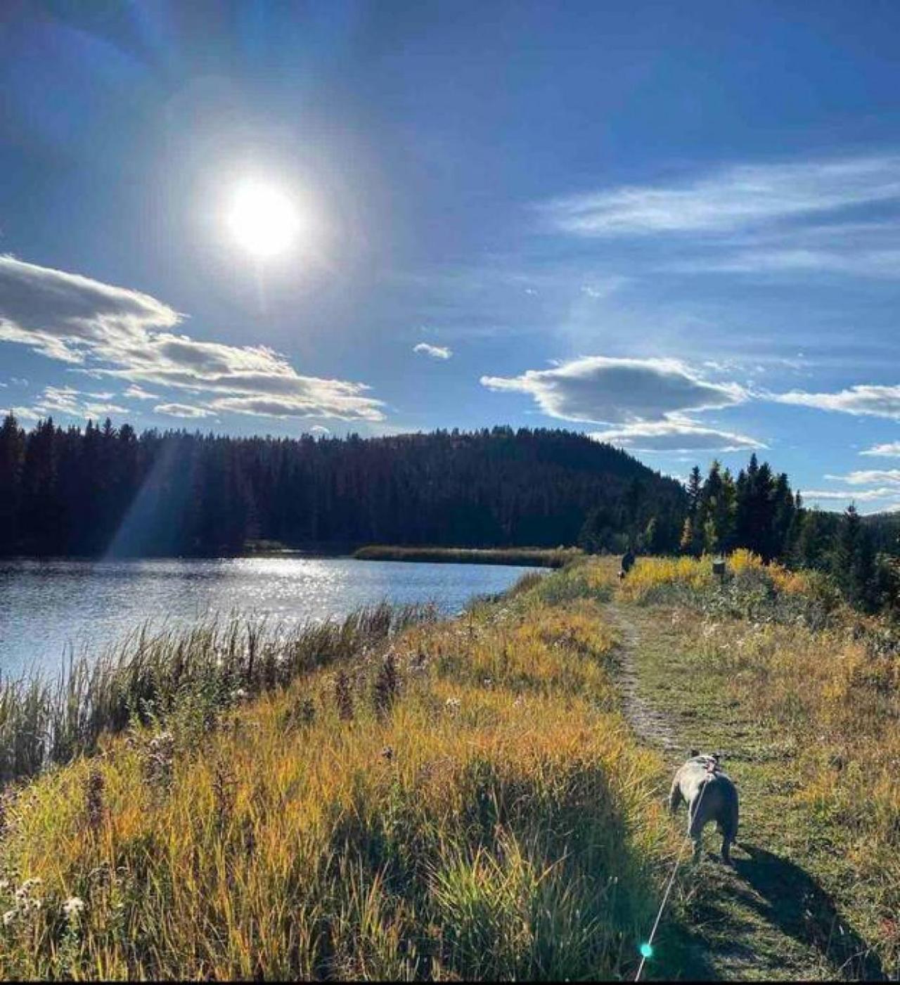 Rustic Cozy Cabin With Hot Tub Bragg Creek エクステリア 写真